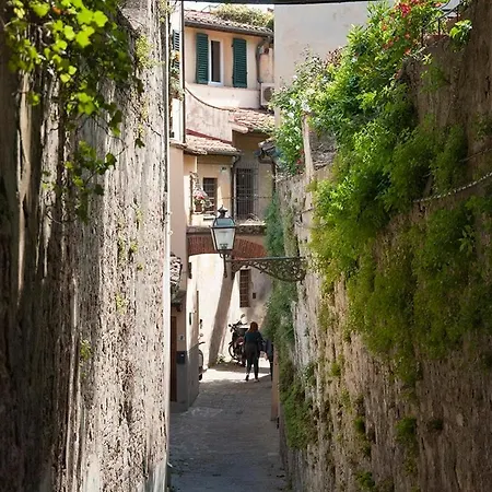 Acacia - Giglio