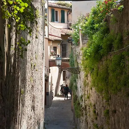 Acacia - Giglio